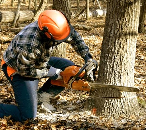 Tree Removal in Silverstreet, SC